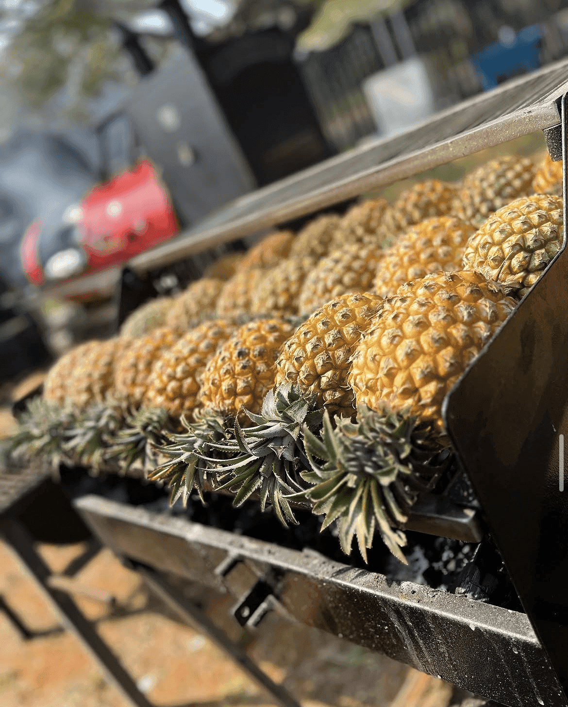 A row of whole pineapples laid over glowing coals.